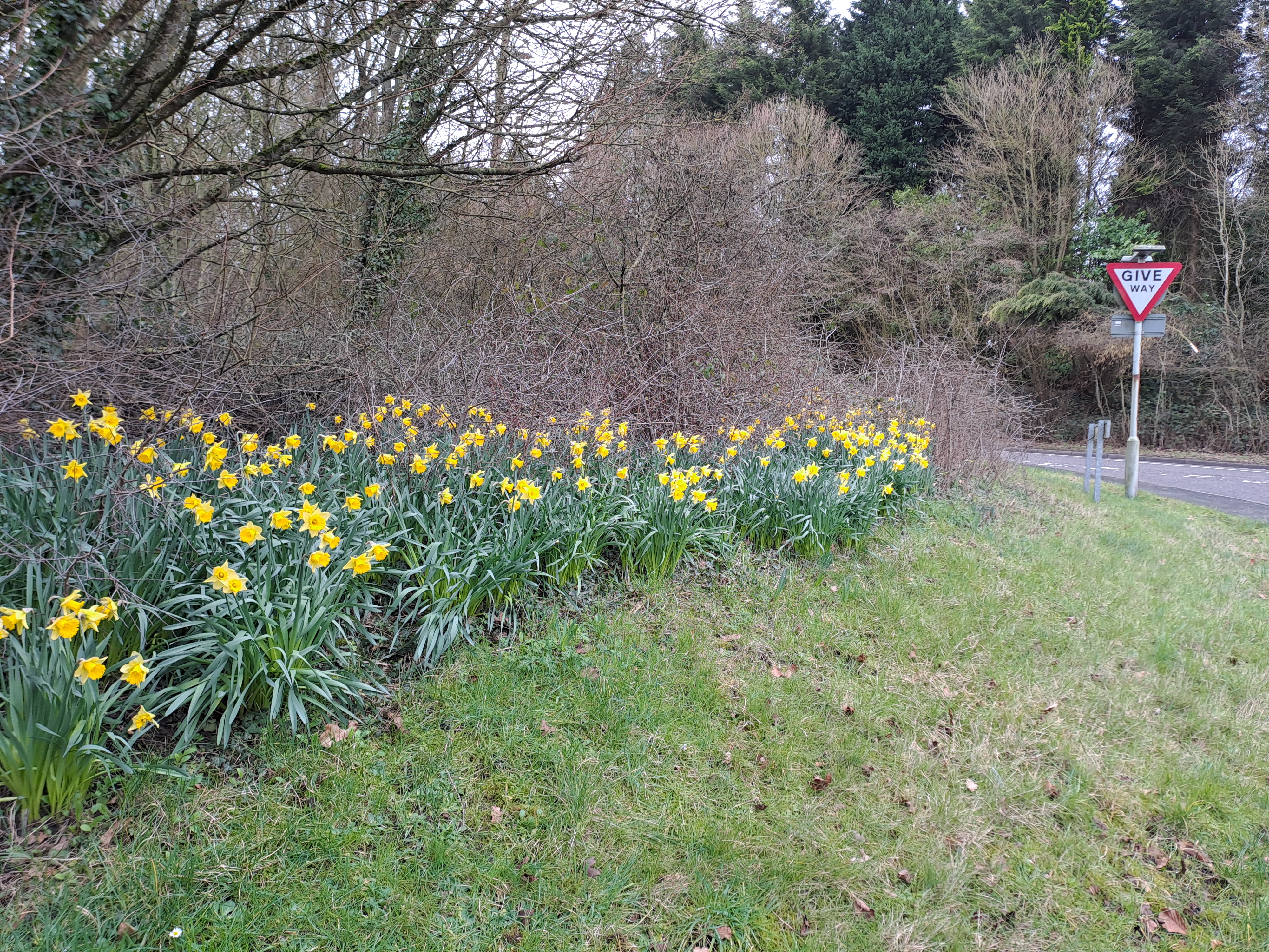 Daffs at Coleorton