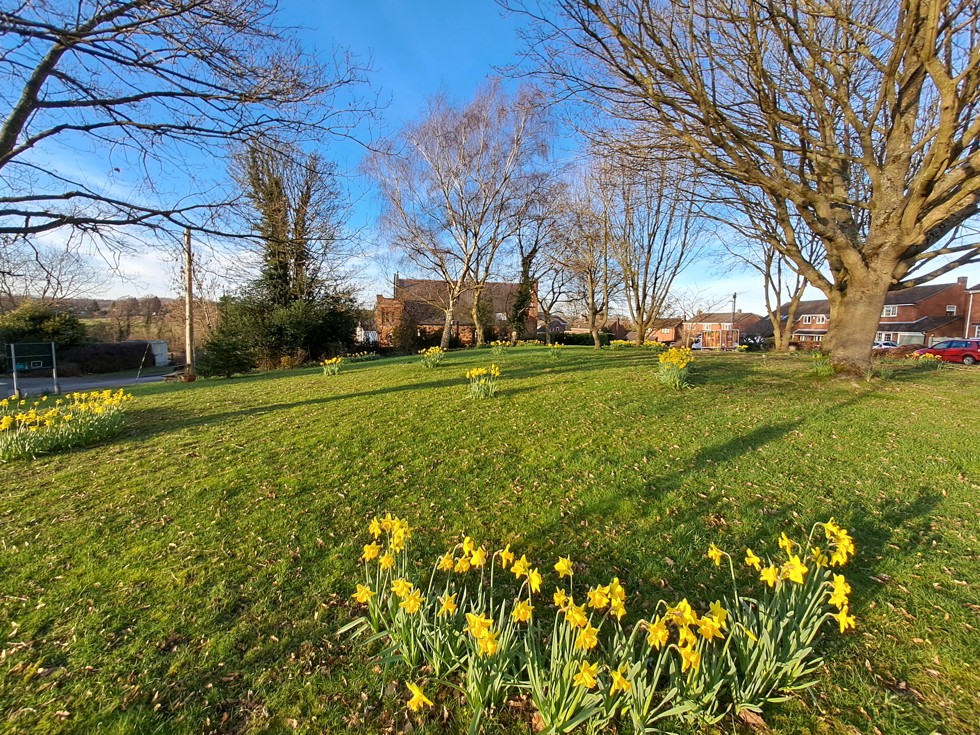 Daffs at Beaumont Green 24 February 2026